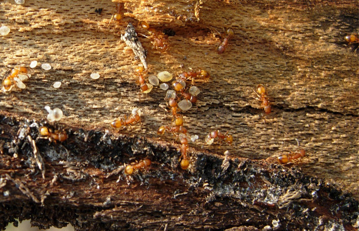 Camponotus cfr. ligniperda